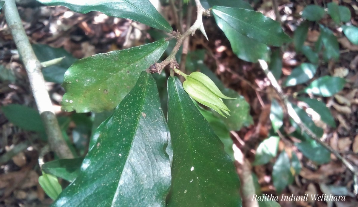 Streblus taxoides (B.Heyne) Kurz